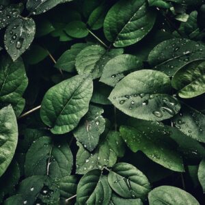 Live Plants